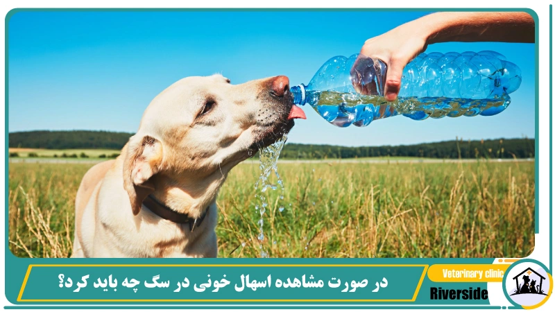 در صورت مشاهده اسهال خونی در سگ چه باید کرد؟