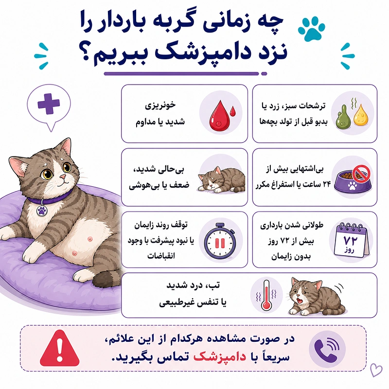 چه زمانی گربه باردار را نزد دامپزشک ببریم؟