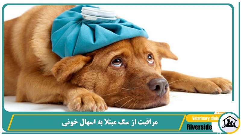 مراقبت از سگ مبتلا به اسهال خونی