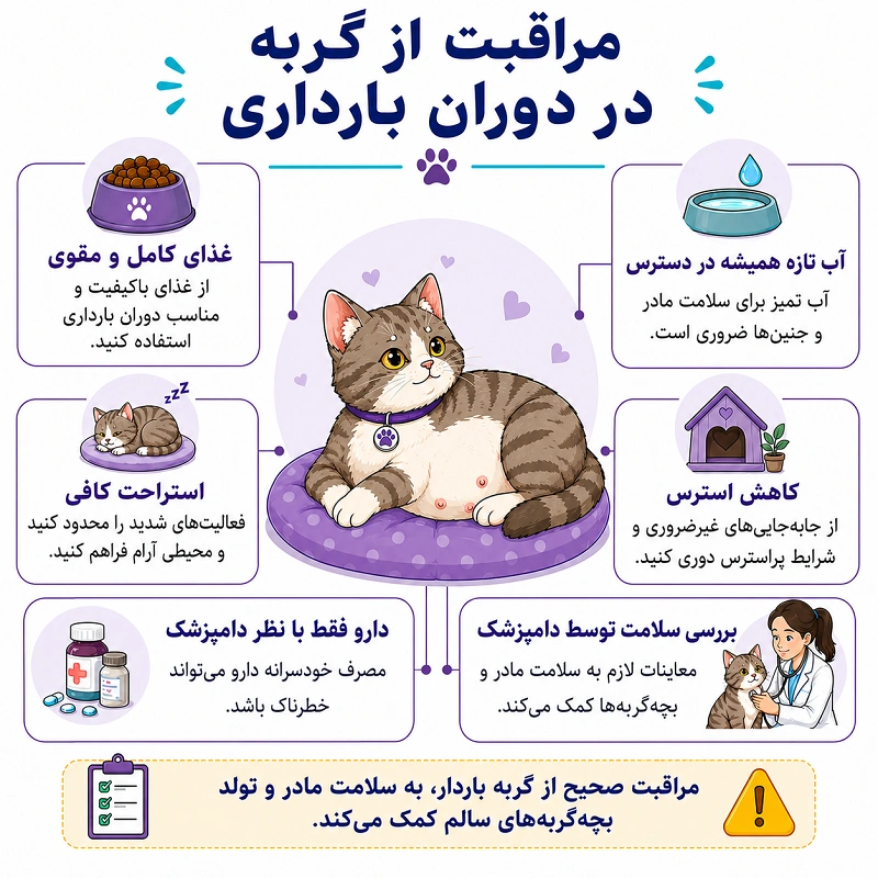 مراقبت از گربه در دوران حاملگی گربه