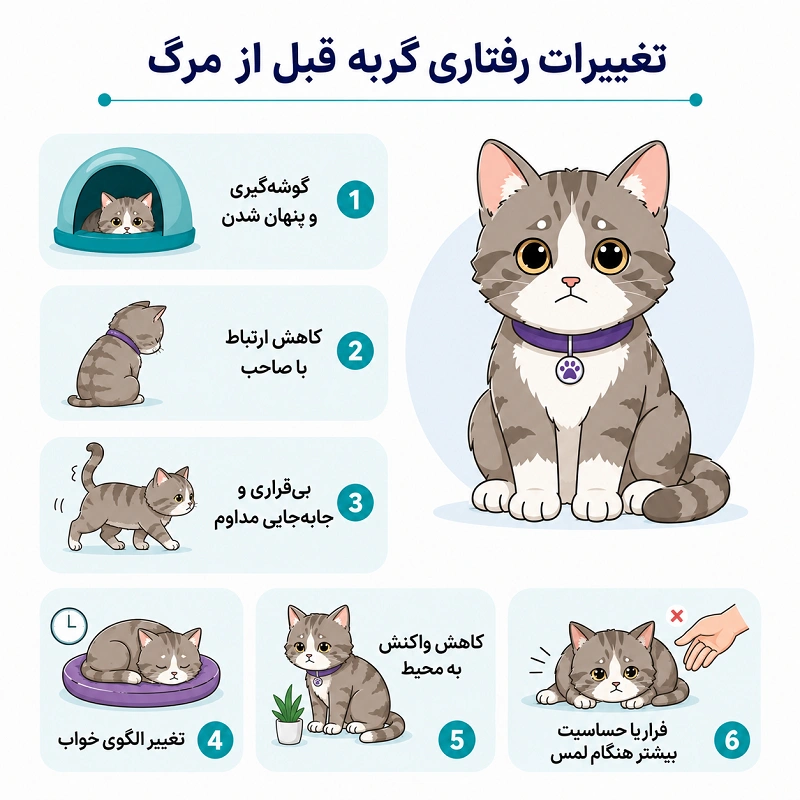 تغییرات رفتاری گربه قبل از مرگ