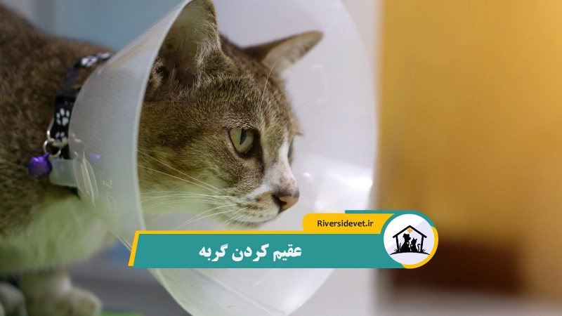 عقیم کردن گربه