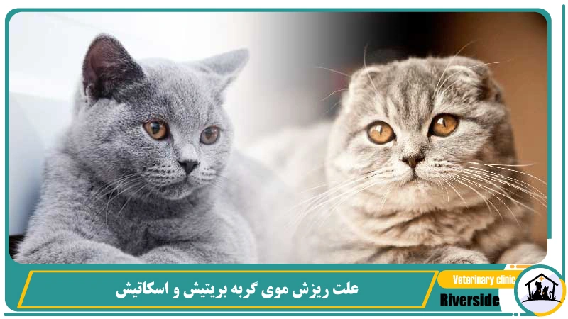 علت ریزش موی گربه بریتیش و اسکاتیش