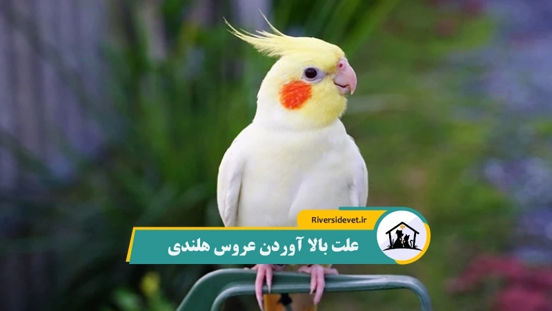 علت بالا آوردن عروس هلندی