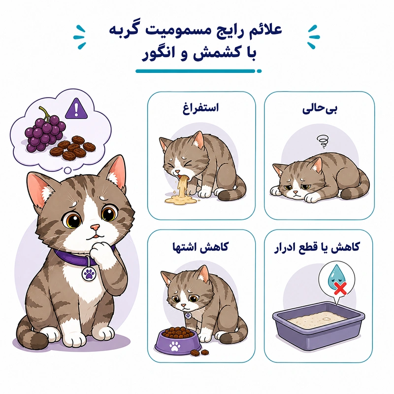 علائم رایج مسمومیت گربه با کشمش و انگور