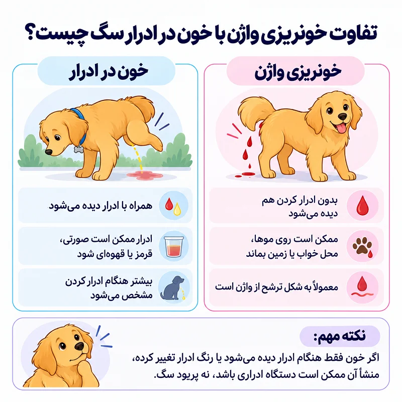 تفاوت خونریزی واژن با خون در ادرار سگ چیست؟