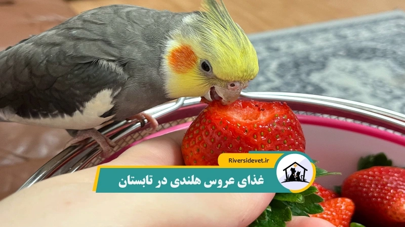 غذای عروس هلندی در تابستان
