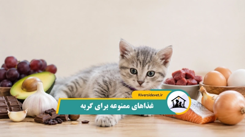 غذاهای ممنوعه برای گربه