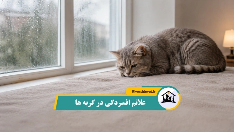 علائم افسردگی در گربه ها