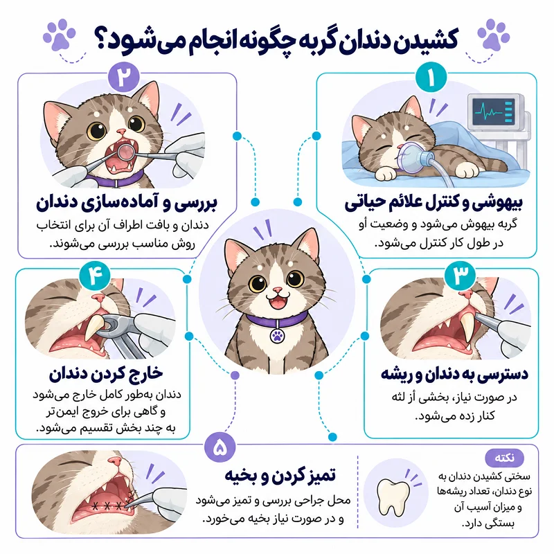 کشیدن دندان گربه چگونه انجام میشود؟