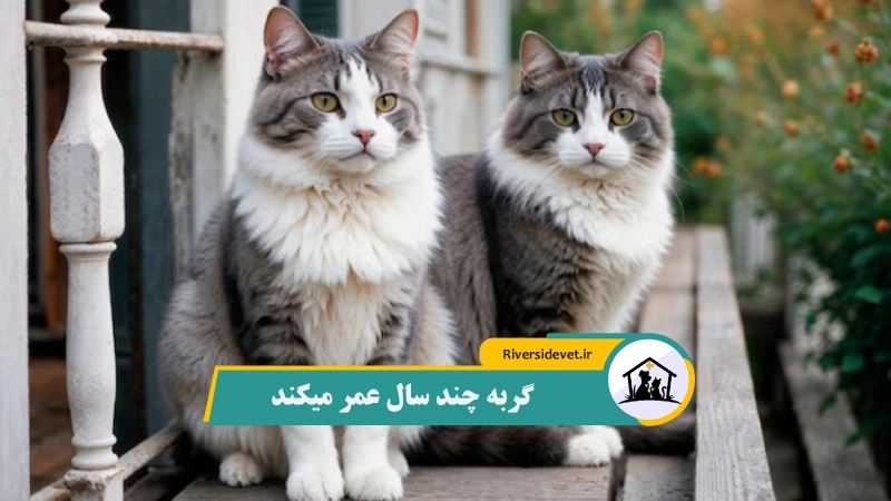 گربه چند سال عمر میکند