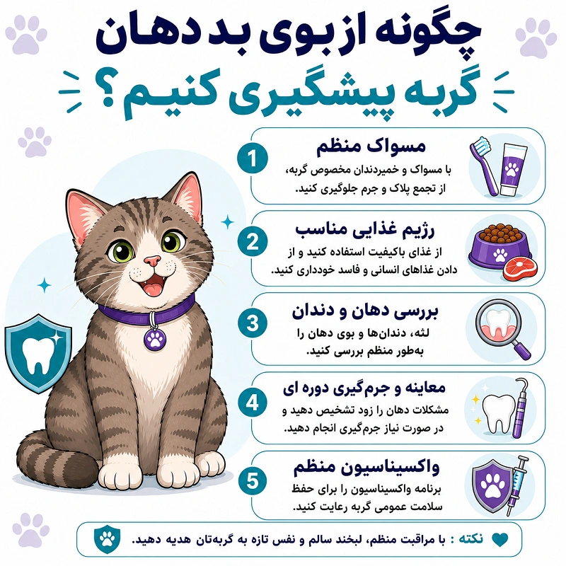 چگونه از بوی بد دهان گربه پیشگیری کنیم؟