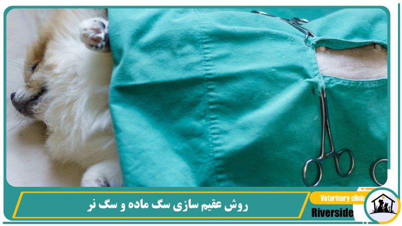 روش عقیم سازی سگ ماده و سگ نر
