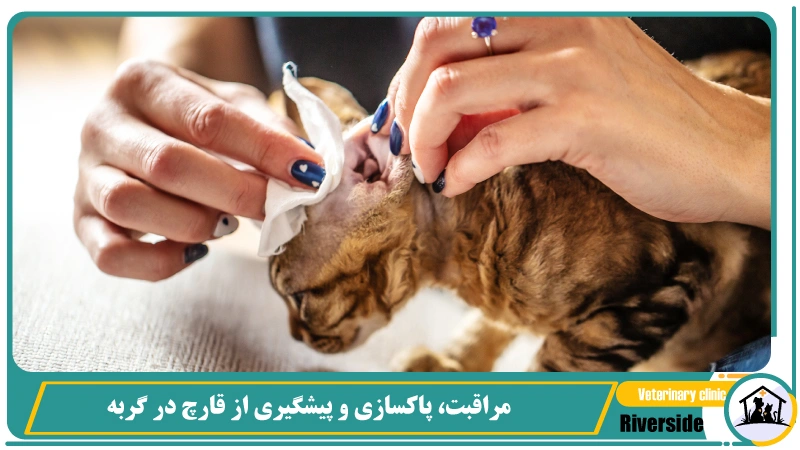 مراقبت، پاکسازی و پیشگیری از قارچ در گربه