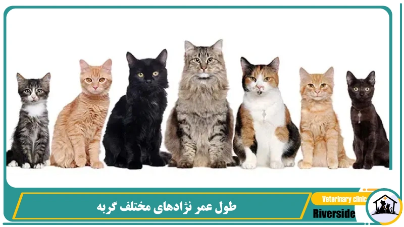 طول عمر نژادهای مختلف گربه