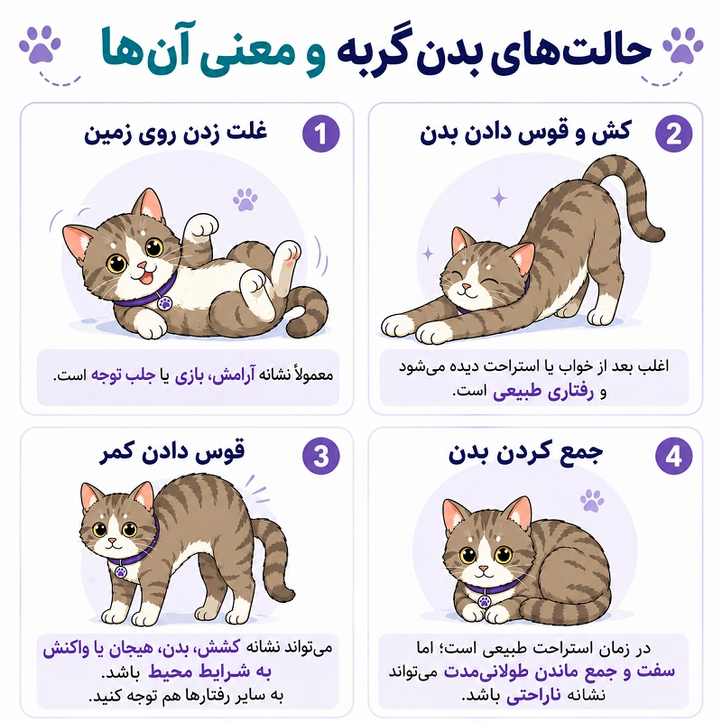 معنی حالت های مختلف بدن گربه