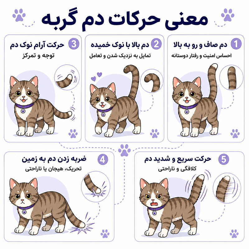 معنی حرکات دم گربه