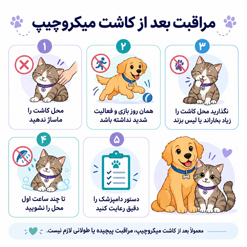 مراقبت بعد از کاشت میکروچیپ