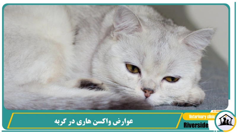 عوارض واکسن هاری در گربه 