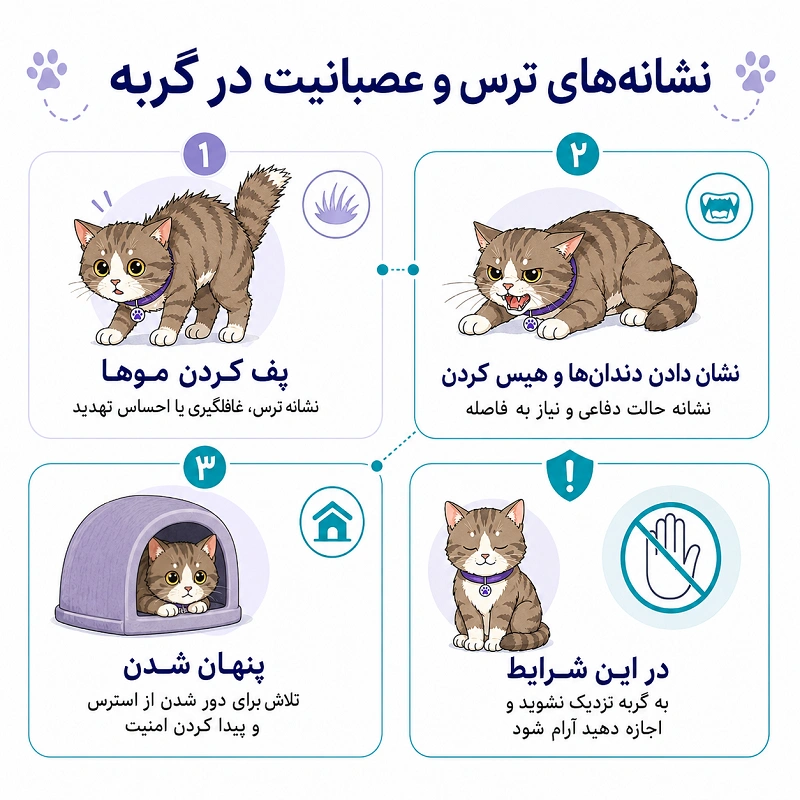 نشانه های ترس و عصبانیت در گربه