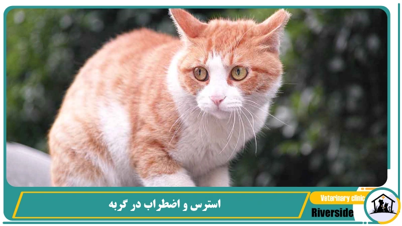استرس و اظطراب در گربه