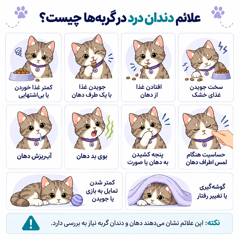علائم دندان درد در گربهها چیست؟