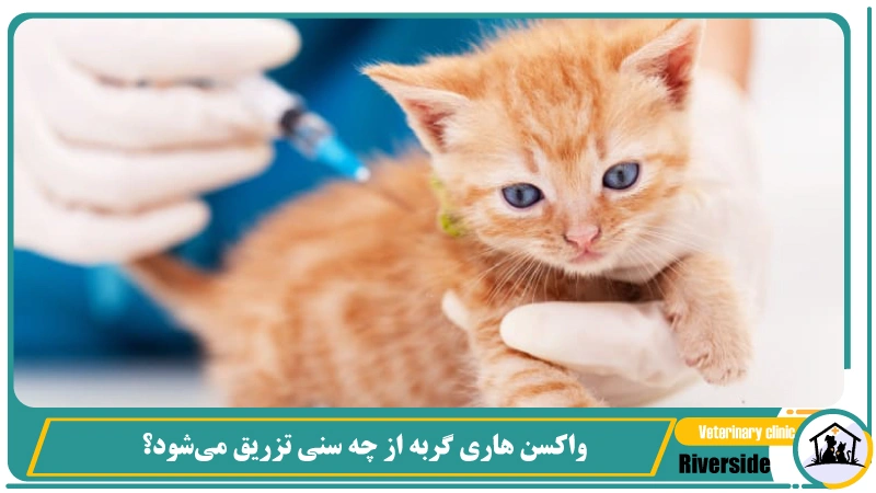  واکسن هاری گربه از چه سنی تزریق می‌شود؟