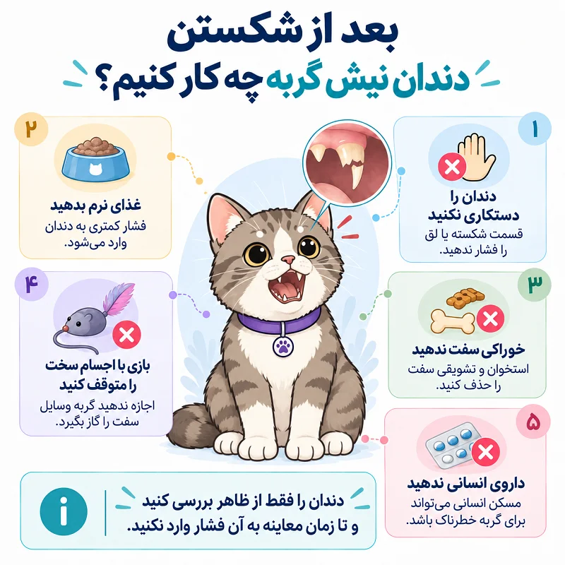 بعد از شکستن دندان نیش گربه چه کار کنیم