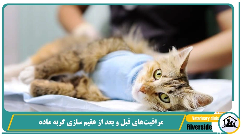 مراقبت‌های قبل و بعد از عقیم‌ سازی گربه ماده