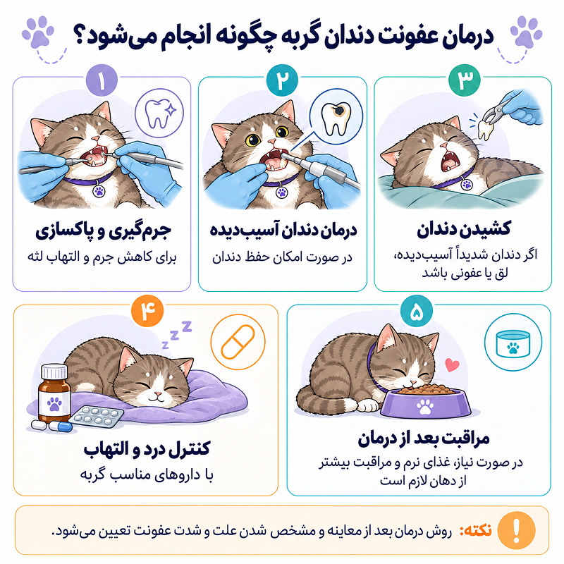 درمان عفونت دندان گربه چگونه انجام می‌شود؟