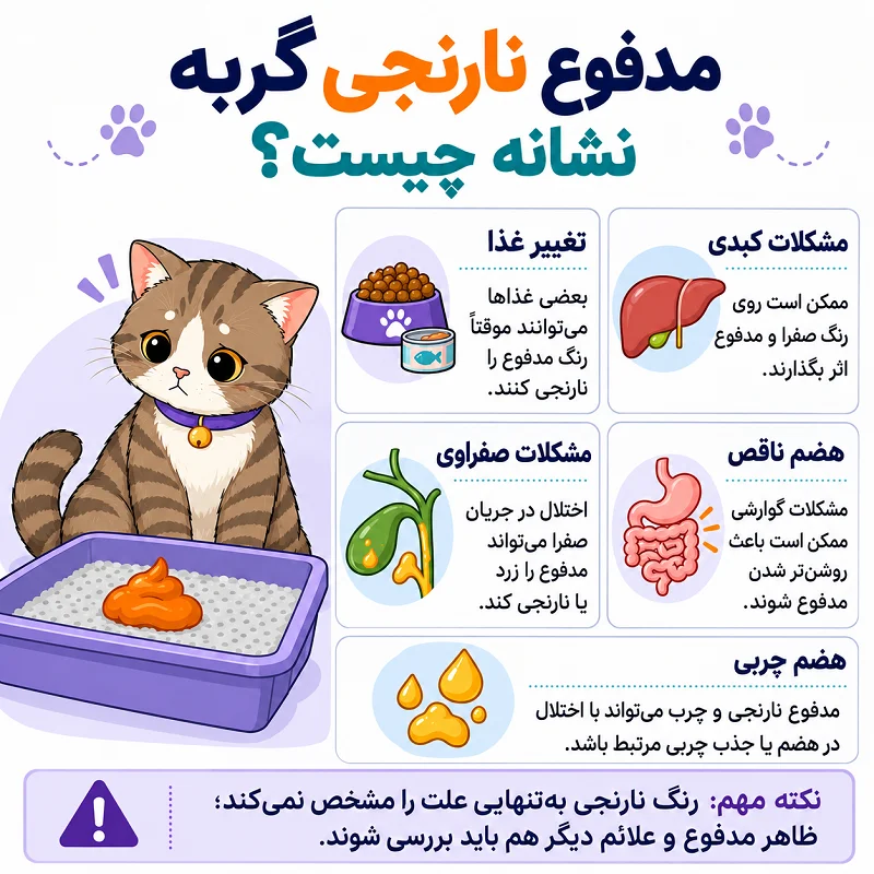 مدفوع نارنجی گربه نشانه چیست؟