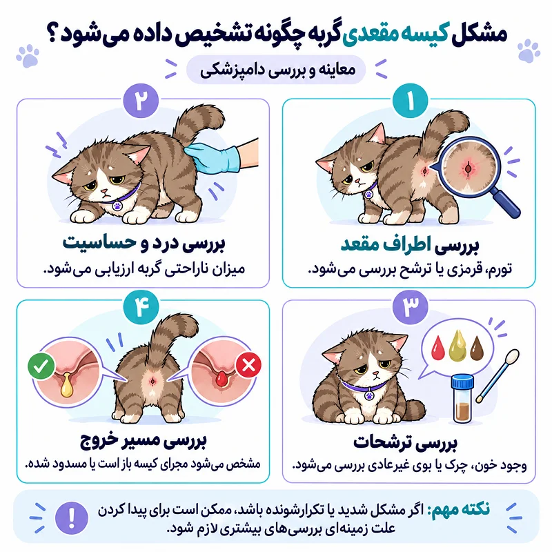 کیسه مقعدی گربه چگونه تشخیص داده میشود؟