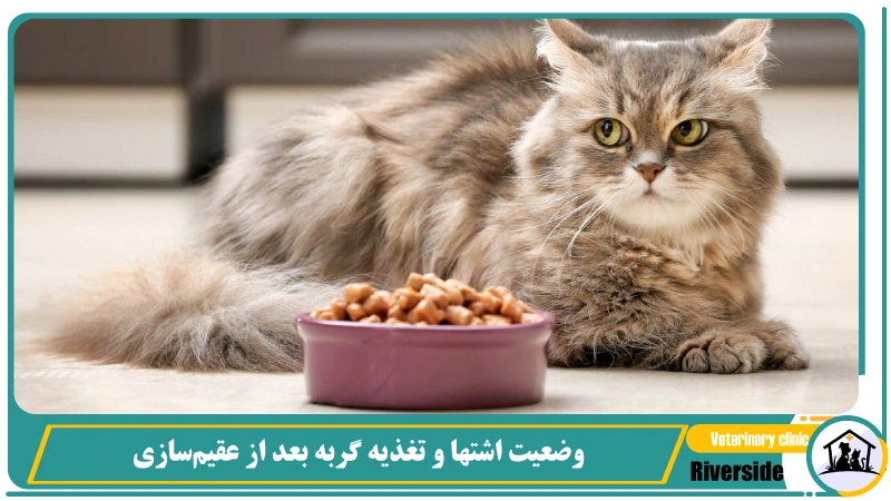  وضعیت اشتها و تغذیه گربه بعد از عقیم‌سازی