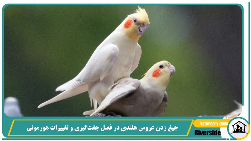  جیغ زدن عروس هلندی در فصل جفت‌گیری و تغییرات هورمونی