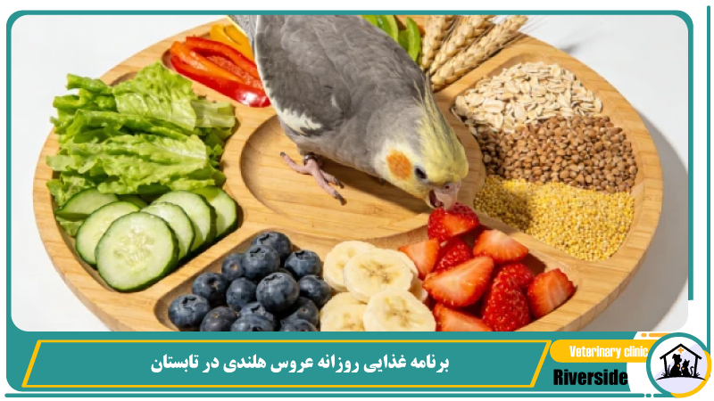 برنامه غذایی روزانه عروس هلندی در تابستان