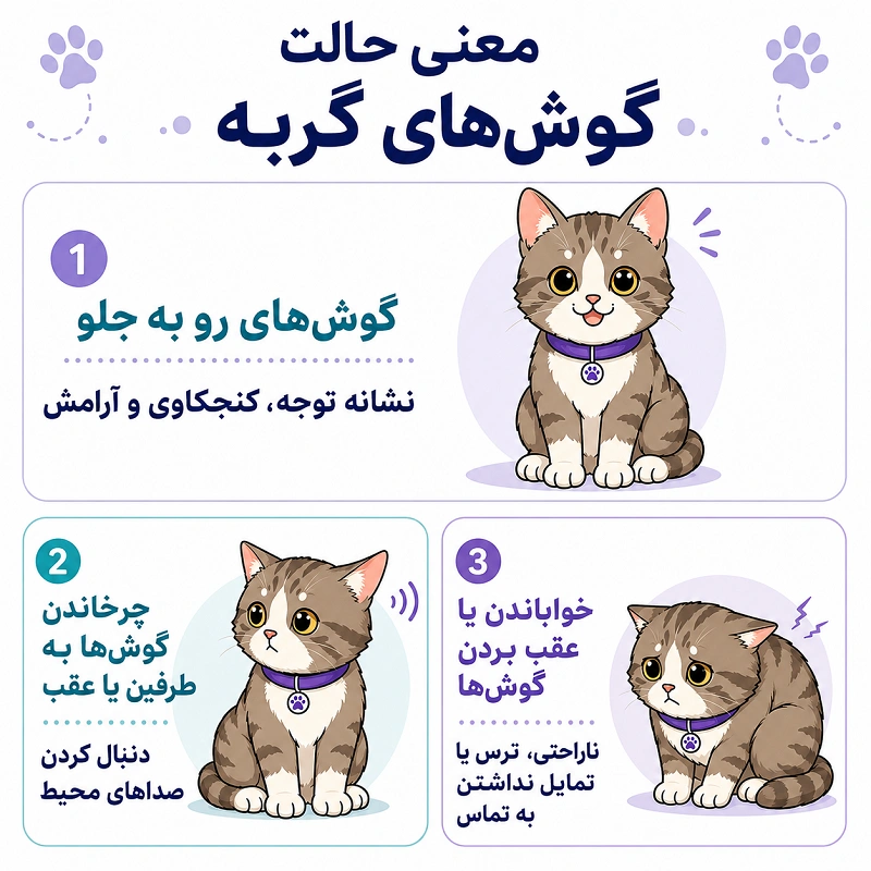 معنی حالتهای گوش گربه