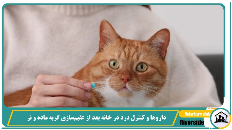 داروها و کنترل درد در خانه بعد از عقیم‌سازی گربه ماده و نر