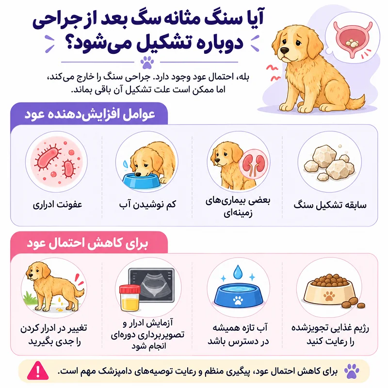 تشکیل سنگ مثانه سگ بعد از جراحی