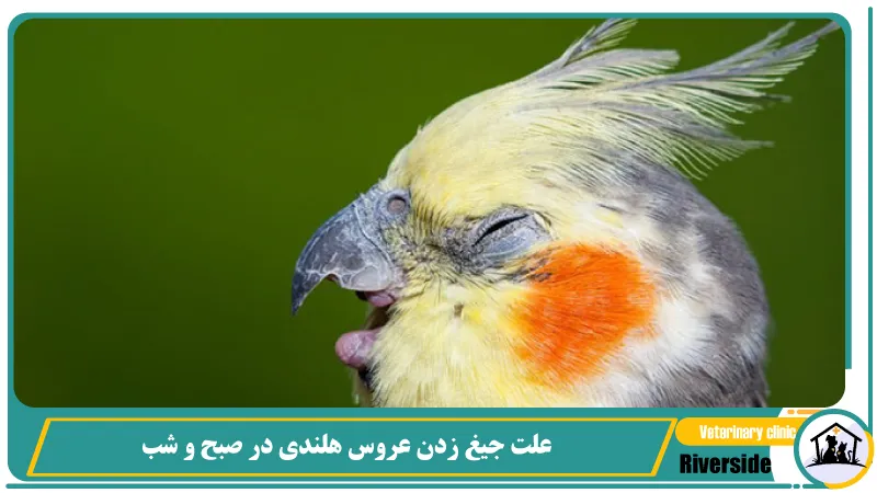 علت جیغ زدن عروس هلندی در صبح و شب