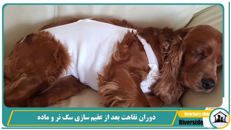 دوران نقاهت بعد از عقیم سازی سگ نر و ماده