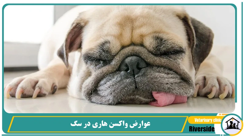 عوارض واکسن هاری در سگ