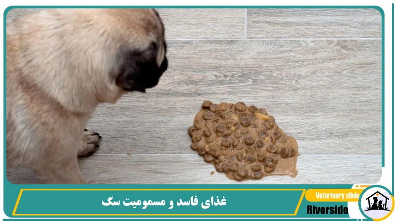 غذای فاسد و مسمومیت سگ