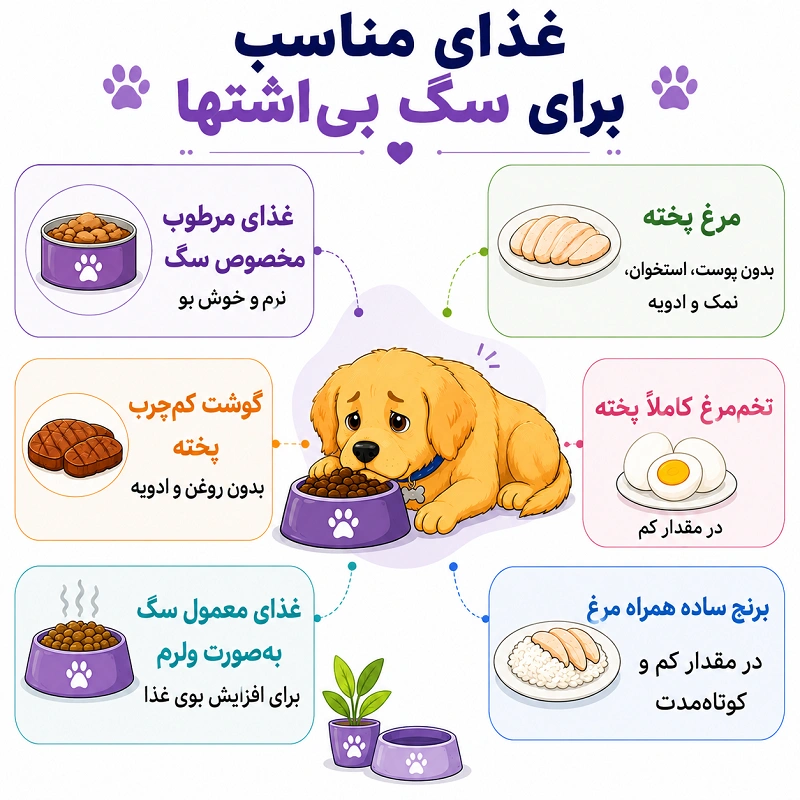 غذای مناسب برای سگ بی اشتها