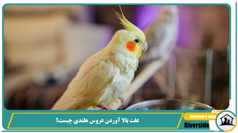 دلایل بالا آوردن عروس هلندی