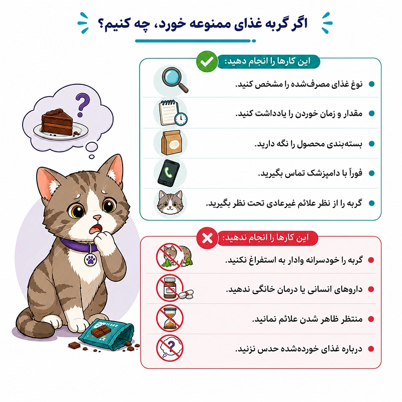 اگر گربه غذای ممنوعه خورد چه کار کنیم؟