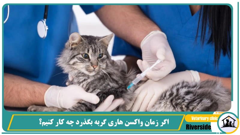 اگر زمان واکسن هاری گربه بگذرد چه کار کنیم؟