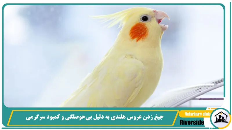 جیغ زدن عروس هلندی به دلیل بی‌حوصلگی و کمبود سرگرمی