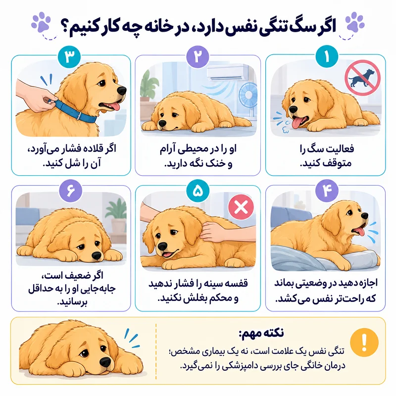 اگر سگ تنگی نفس دارد، در خانه چه کار کنیم؟