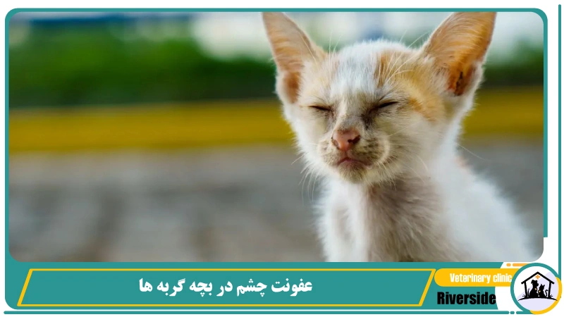 عفونت چشم در بچه گربه ها