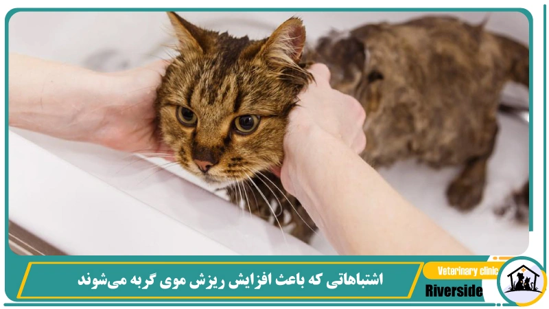 اشتباهاتی که باعث افزایش ریزش موی گربه میشوند